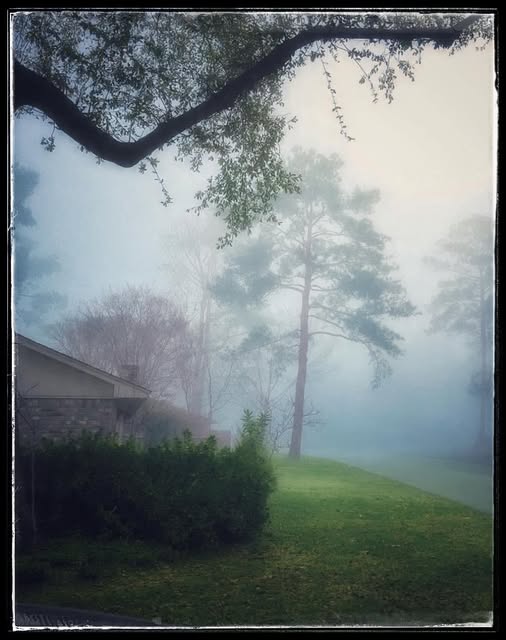 SHIVERING TREES IN A COLD MORNING