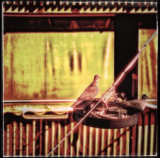 A STREET LAMP AS A NEST FOR …TWO