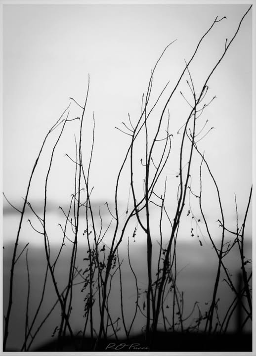 COLD WINTER DAWN
