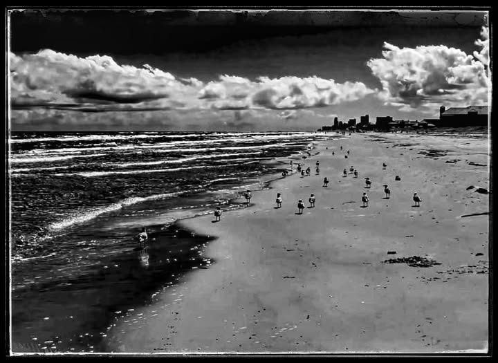 SEAGULLS ON THE BEACH / SOUTH PADRE ISLAND, TEXAS