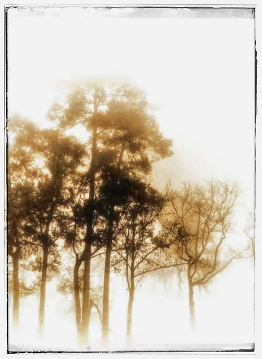 GHOSTS ON A FOGGY DAY / EARLY  IN THE MORNING