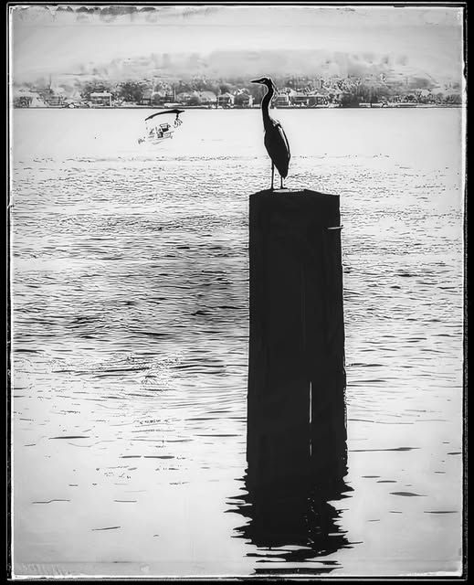 THE SENTINEL