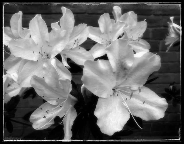 WHITE AZALEAS