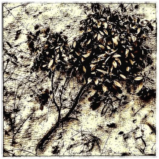 DEAD BRANCH / ON THE SAND