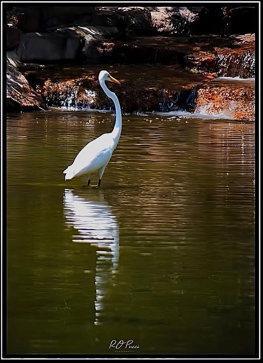 A VISITOR IN THE JAPANESE GARDEN