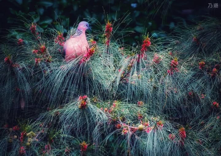 Bird.