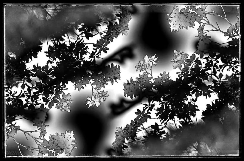 JAPANESE DREAM ABSTRACTION