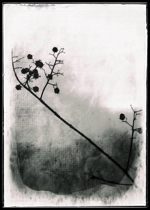 BRANCH AGAINST A WINTER SKY