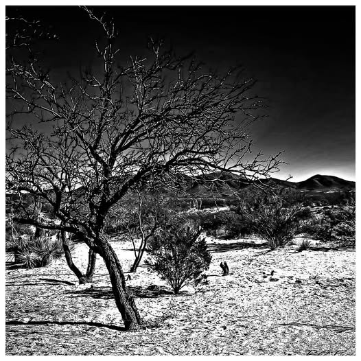 CHIHUAHUA DESERT FRAME / A RESILIENT NATURE