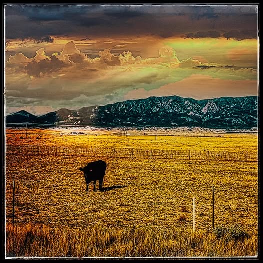 COLORADO / A LONELY COW