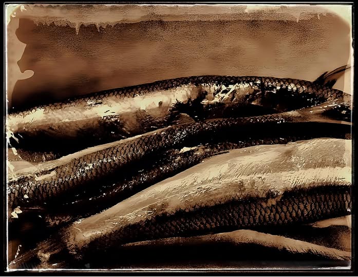 SARDINES / KITCHEN STILL LIFE