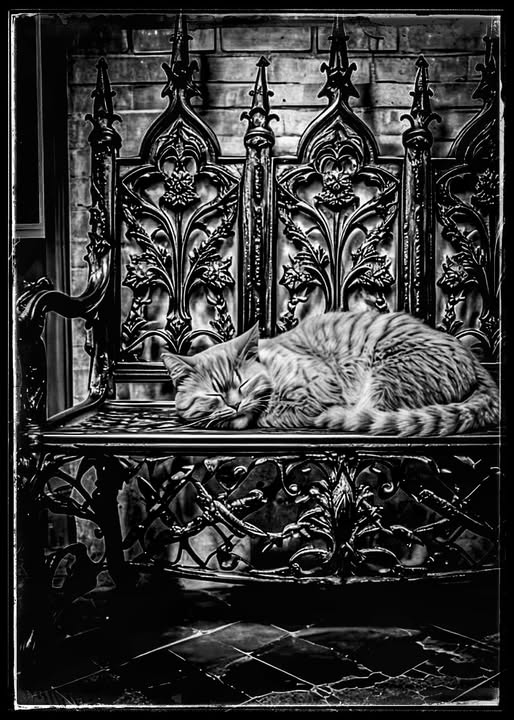 HAPPY FELINE DREAMS