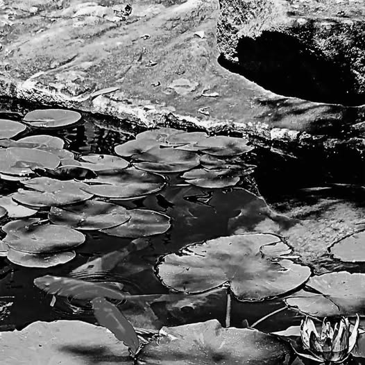 IN THE POND