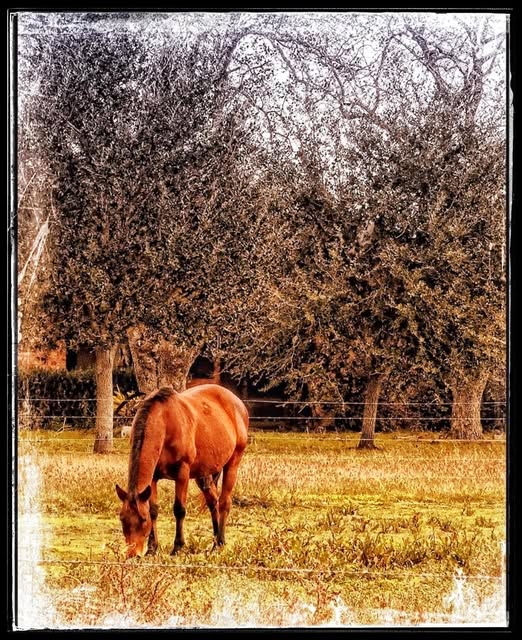 PALACIOS, TX: RANCH BY THE ATLANTIC COAST