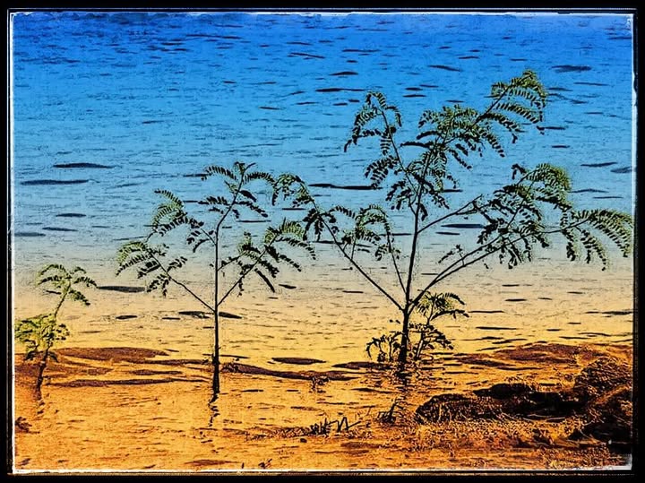 BY LAKE CONROE / AQUATIC LIFE
